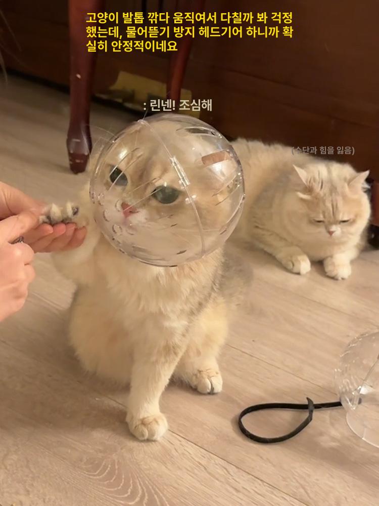 애견 헬멧 엔젤링 보호구 머리 보호 장비 투명 충돌방지 대형 고양이 귀 우주 머리 덮개 - 상세 이미지 5