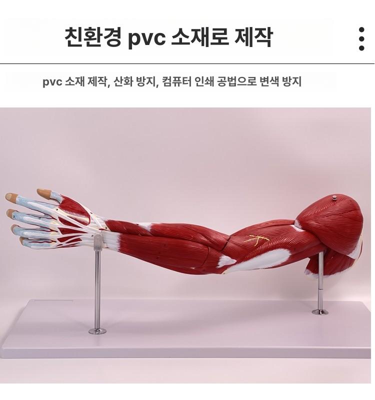 팔 근육 모형 신경 해부학 뼈 인체 상지 혈관 상지 근육 해부 모델 - 상세 이미지 5