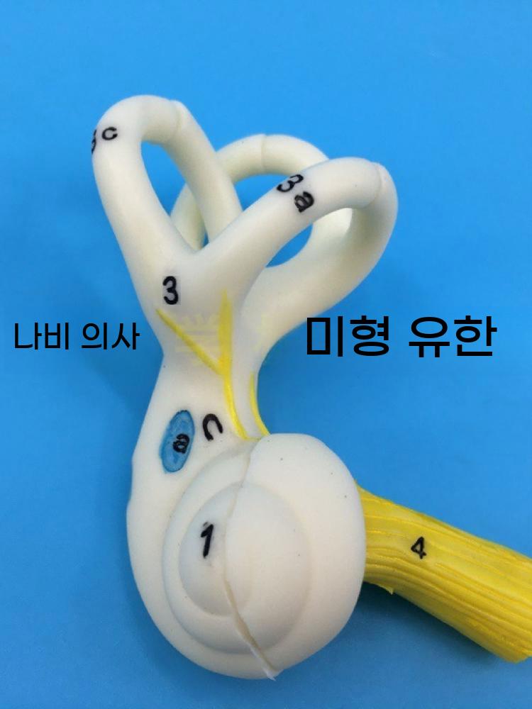 귀 인체 인체구조 교육 교육자료 달팽이관 모형 반고리관 - 상세 이미지 3