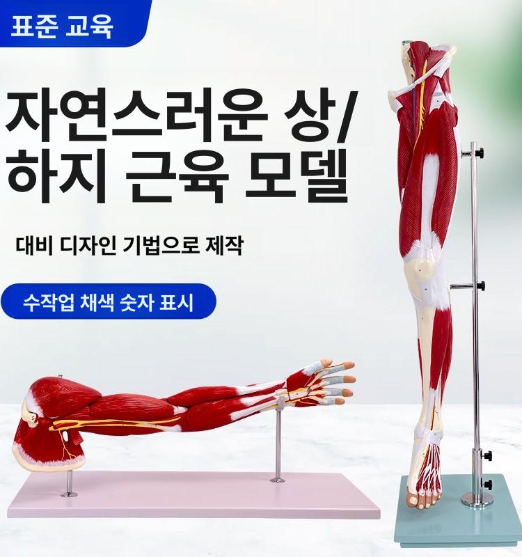 팔 근육 모형 신경 해부학 뼈 인체 상지 혈관 상지 근육 해부 모델 - 상세 이미지 2