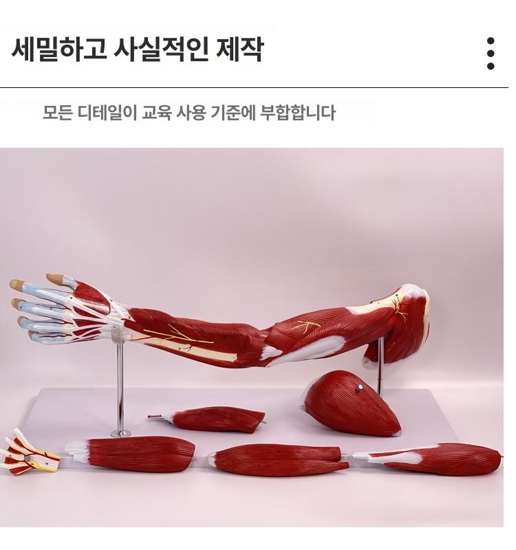 팔 근육 모형 신경 해부학 뼈 인체 상지 혈관 상지 근육 해부 모델 - 상세 이미지 3