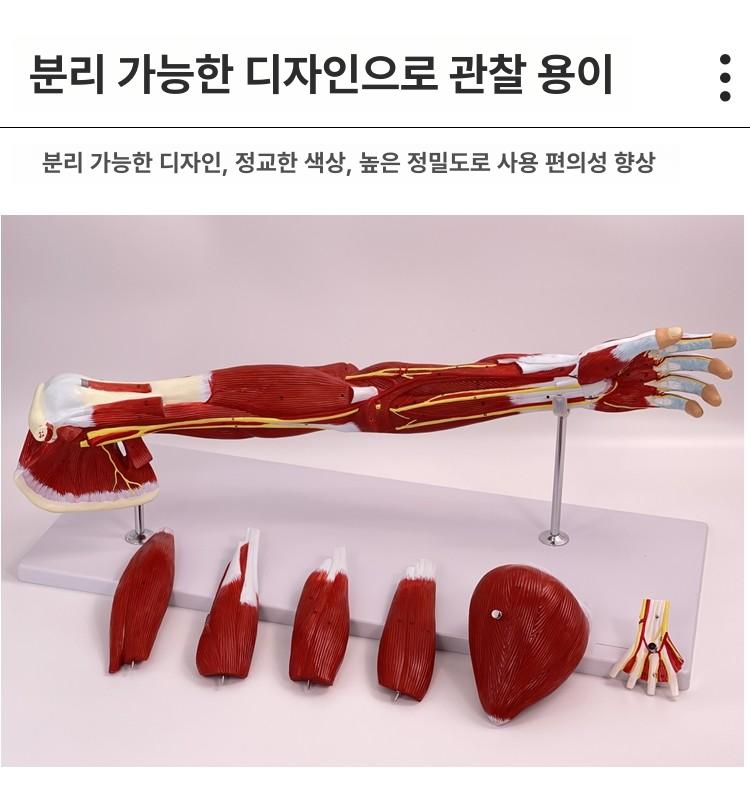 팔 근육 모형 신경 해부학 뼈 인체 상지 혈관 상지 근육 해부 모델 - 상세 이미지 4