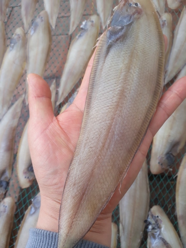 서대 반건조 생선 구이 조림 찜 이미지 7