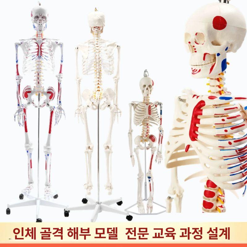 전신 뼈 인체 이동식 인대 모형 골격 180cm 해골 170cm 화이트 + 척추간판 인대 - 상세 이미지 3