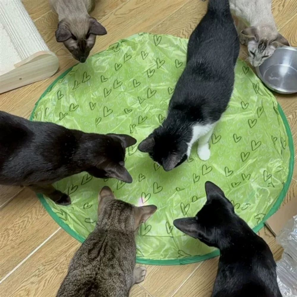 고양이 매직 짐볼 애난감 자동 핑크 사냥 고양이 사냥망+전동 반 A. 전기 고양이 공 레드 - 상세 이미지 3
