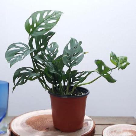 몬스테라아단소니 몬스테라아단소니(소) 홈가드닝 관엽식물