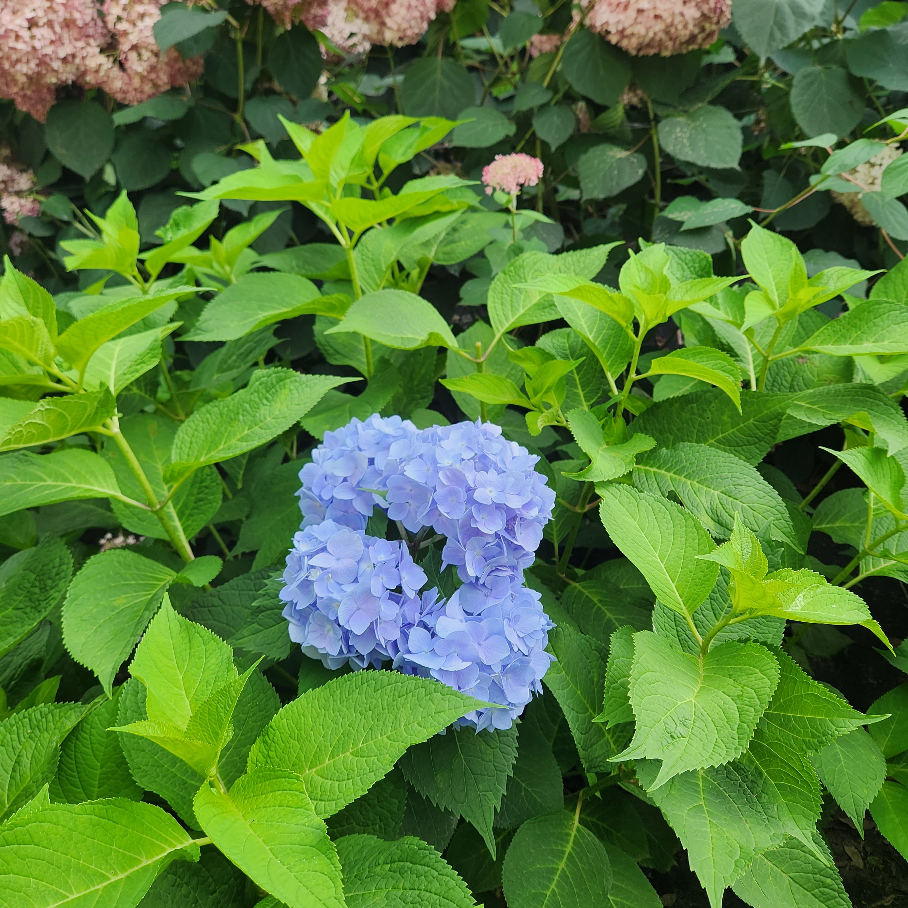 수국 니코블루 5치포트묘 이미지 8