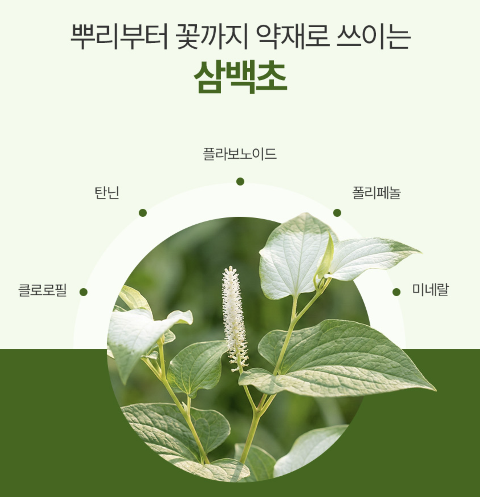 삼백초가루 효능 생식 국내산 삼백초 꽃 선식 고형분 - 상세 이미지 5