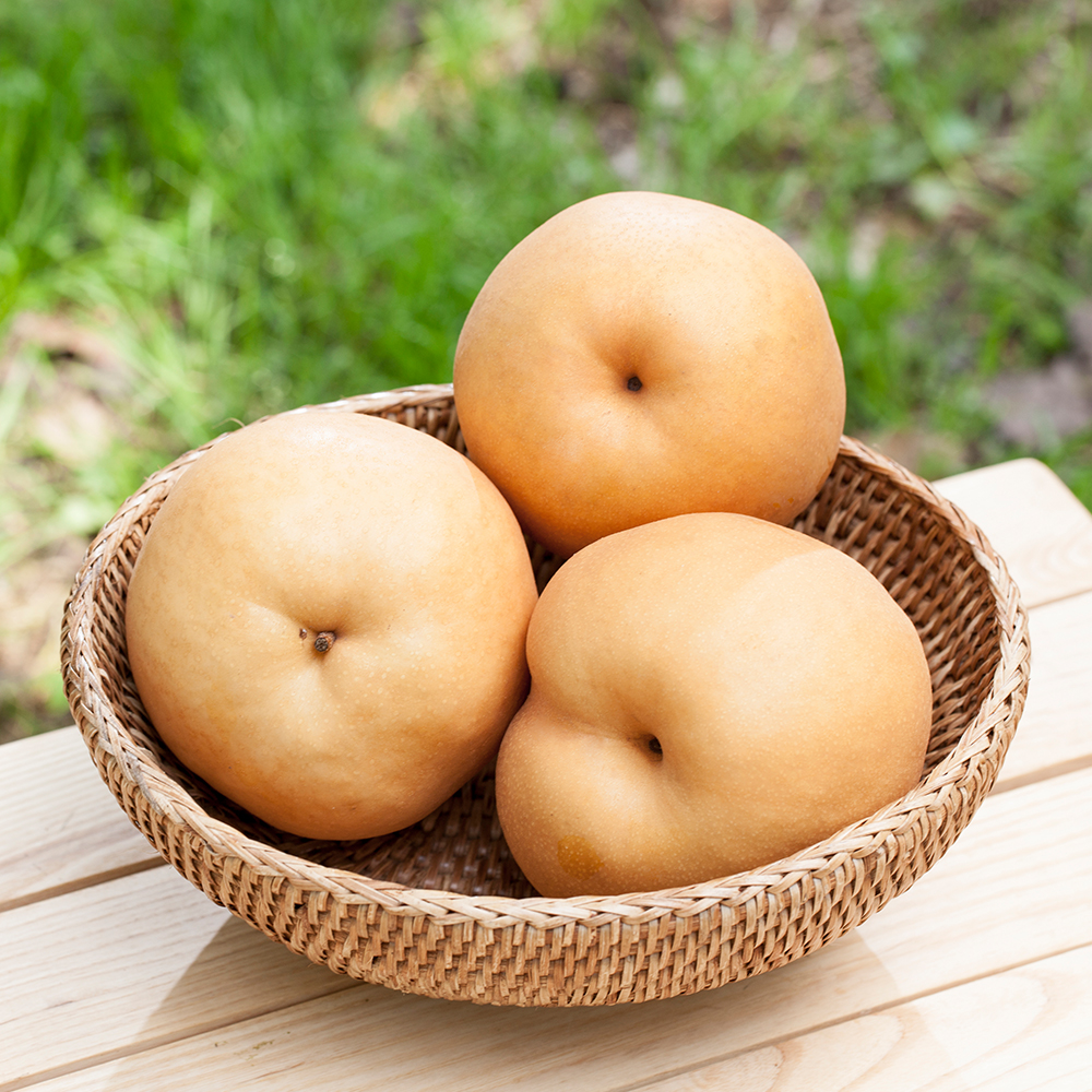 26년 햇 나주 배 3kg 5kg - 상품 이미지