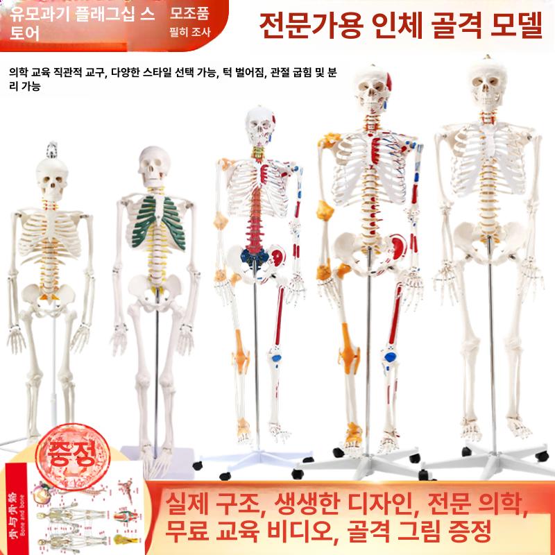 전신 뼈 인체 이동식 인대 모형 골격 180cm 해골 170cm 화이트 + 척추간판 인대 - 상세 이미지 2