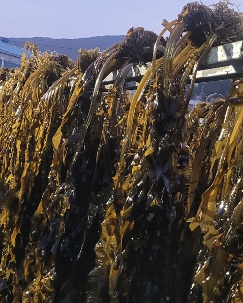 기장 산모 미역 100g 자른미역 건 마른 이미지 8