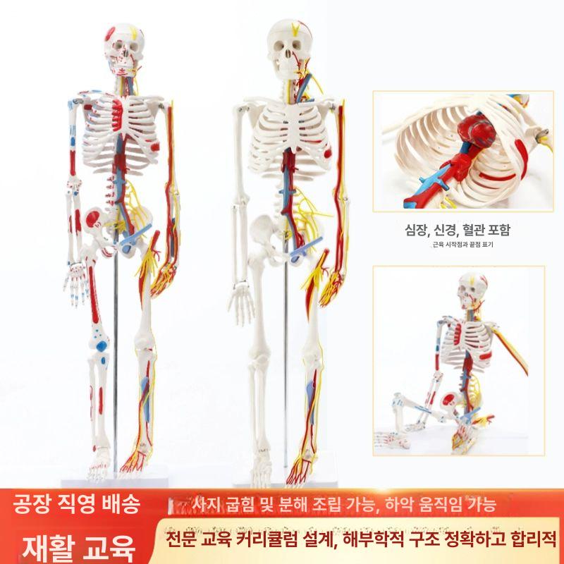 전신 뼈 인체 이동식 인대 모형 골격 180cm 해골 170cm 화이트 + 척추간판 인대 - 상세 이미지 5