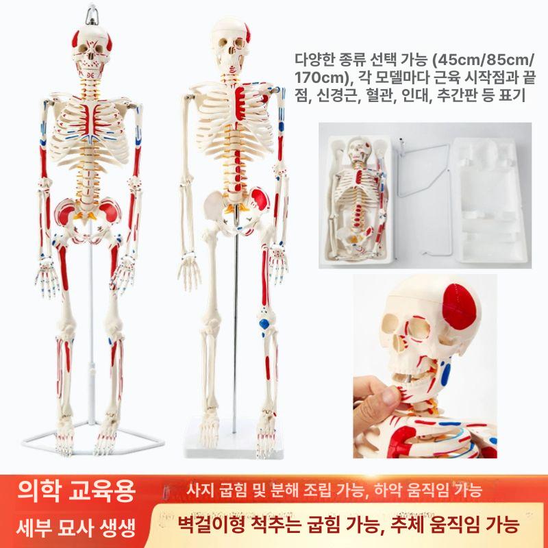 전신 뼈 인체 이동식 인대 모형 골격 180cm 해골 170cm 화이트 + 척추간판 인대 - 상세 이미지 4