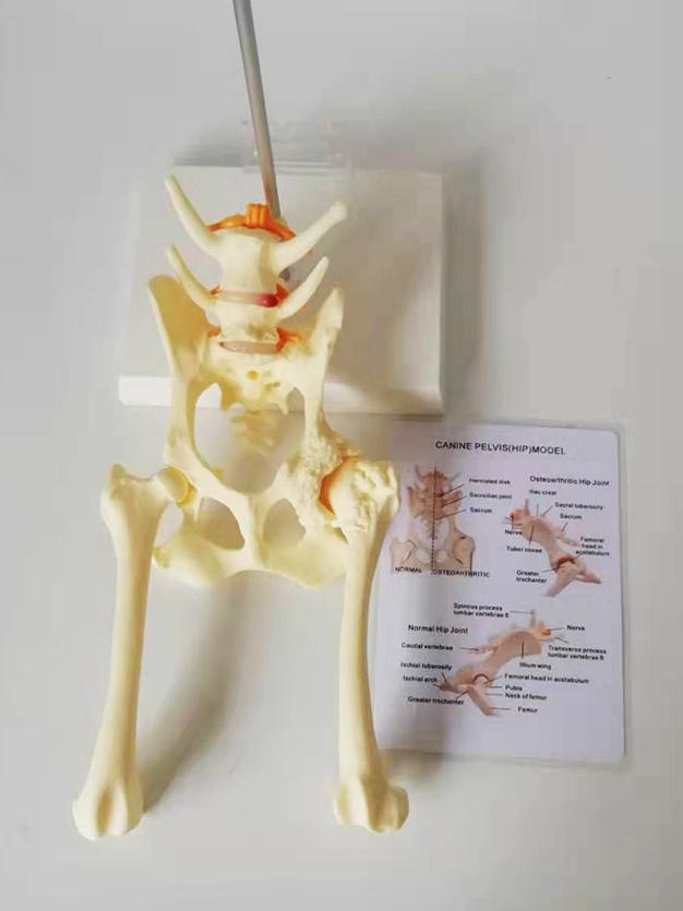 개 골반모형 고관절 해부학 수의학 교구 대퇴골 단일 항목 - 상세 이미지 3