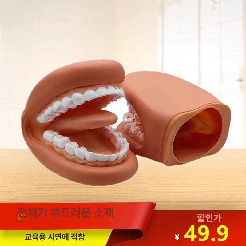 치과 치아 모형 모델 연습 구강 교육 스케일링 단일 항목 - 상세 이미지 2