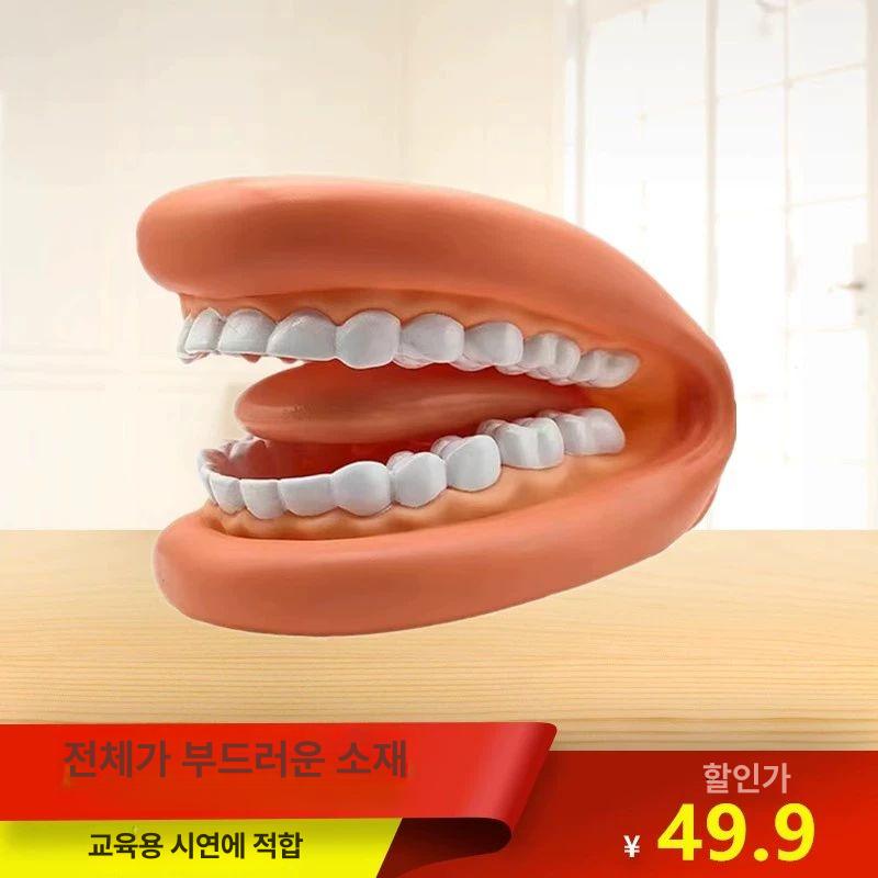 치과 치아 모형 모델 연습 구강 교육 스케일링 단일 항목 - 상세 이미지 4