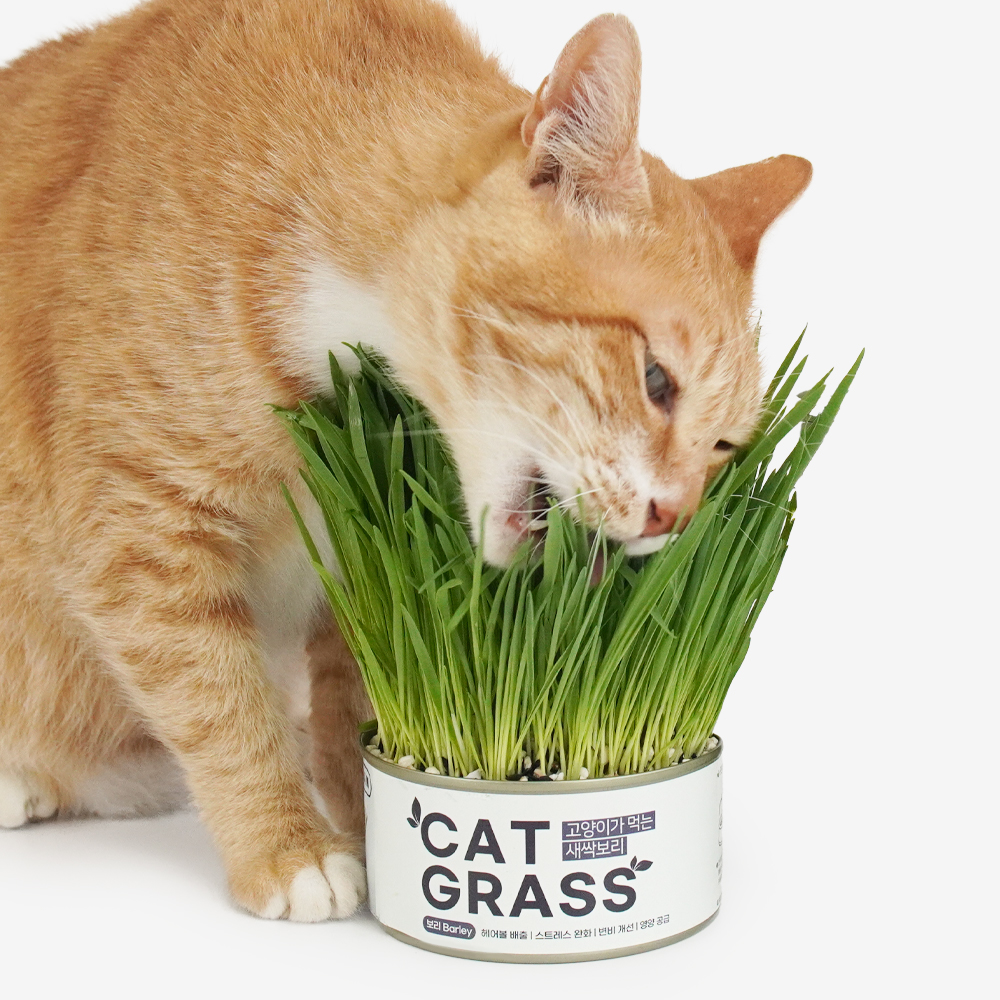 펫팀 고양이 캣그라스 재배키트 고양이풀 새싹보리 제품 이미지