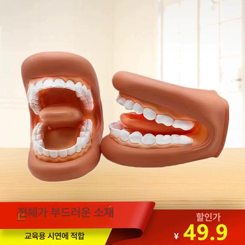 치과 치아 모형 모델 연습 구강 교육 스케일링 단일 항목 - 상세 이미지 3