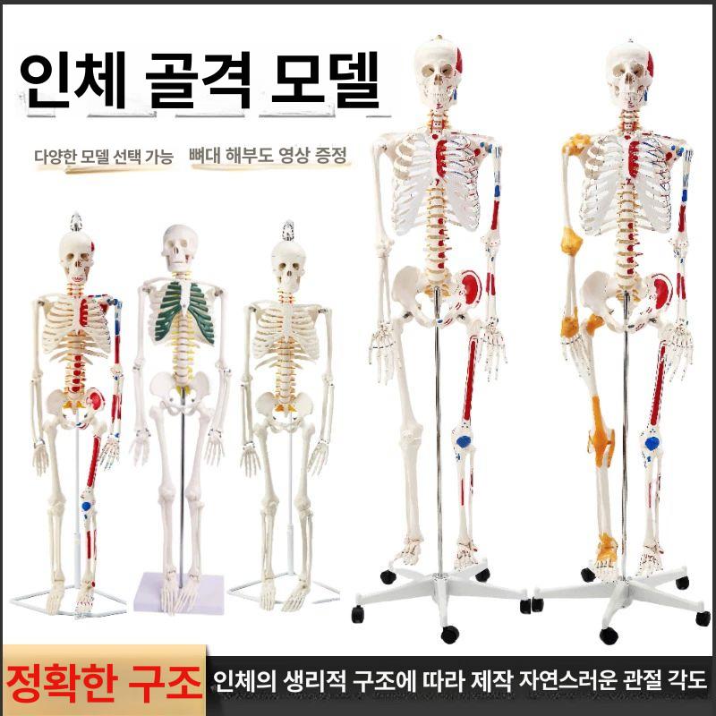 인체 해골 모형 170cm 뼈 골격 근육 구조 고품질 170cm 신경 근육 기시점 - 상세 이미지 2