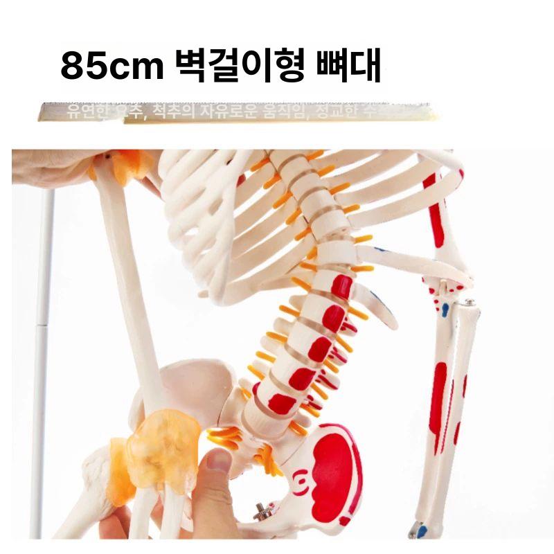 인체 해골 모형 170cm 뼈 골격 근육 구조 고품질 170cm 신경 근육 기시점 - 상세 이미지 3