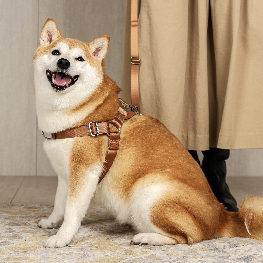 호지 홀스빗하네스 Y형 산책 가슴줄 소형견 중형견 대형견 반려견 애견 하네스 산책줄 XS 이미지 2