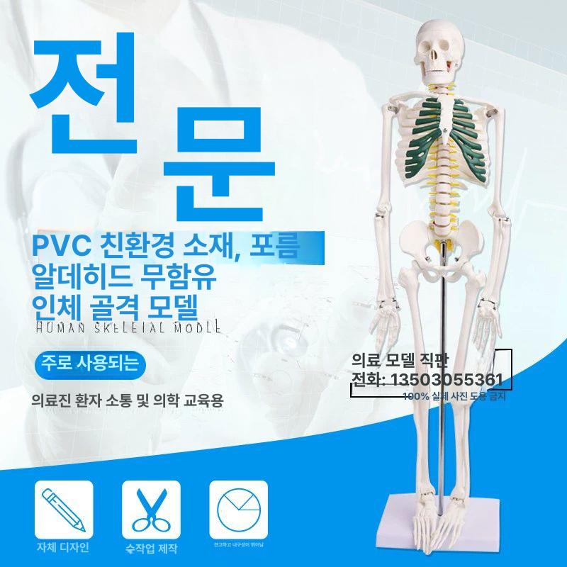 인체 해골 모형 170cm 뼈 골격 근육 구조 고품질 170cm 신경 근육 기시점 - 상세 이미지 5