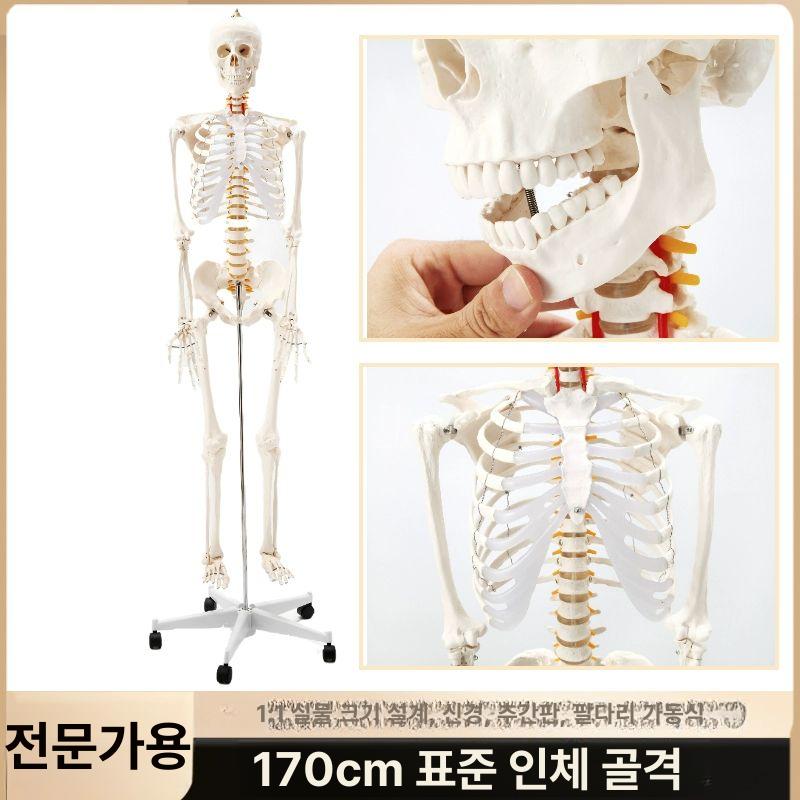 인체 해골 모형 170cm 뼈 골격 근육 구조 고품질 170cm 신경 근육 기시점 - 상세 이미지 4
