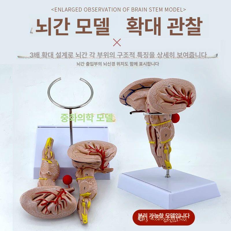 교육용 뇌모형 분리 확대 뇌모양 대두 두뇌 뇌구조 조립 - 상세 이미지 4