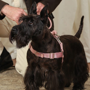 호지 홀스빗하네스 Y형 산책 가슴줄 소형견 중형견 대형견 반려견 애견 하... 솔직 후기 | 실제 사용자 리뷰 총정리 - 상품 이미지 3