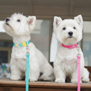 리치독스 강아지 목줄 리드줄 방수 소형견 중형견 산책줄 핸즈프리 목줄 솔직 후기 | 실제 사용자 리뷰 총정리 - 상품 이미지 2