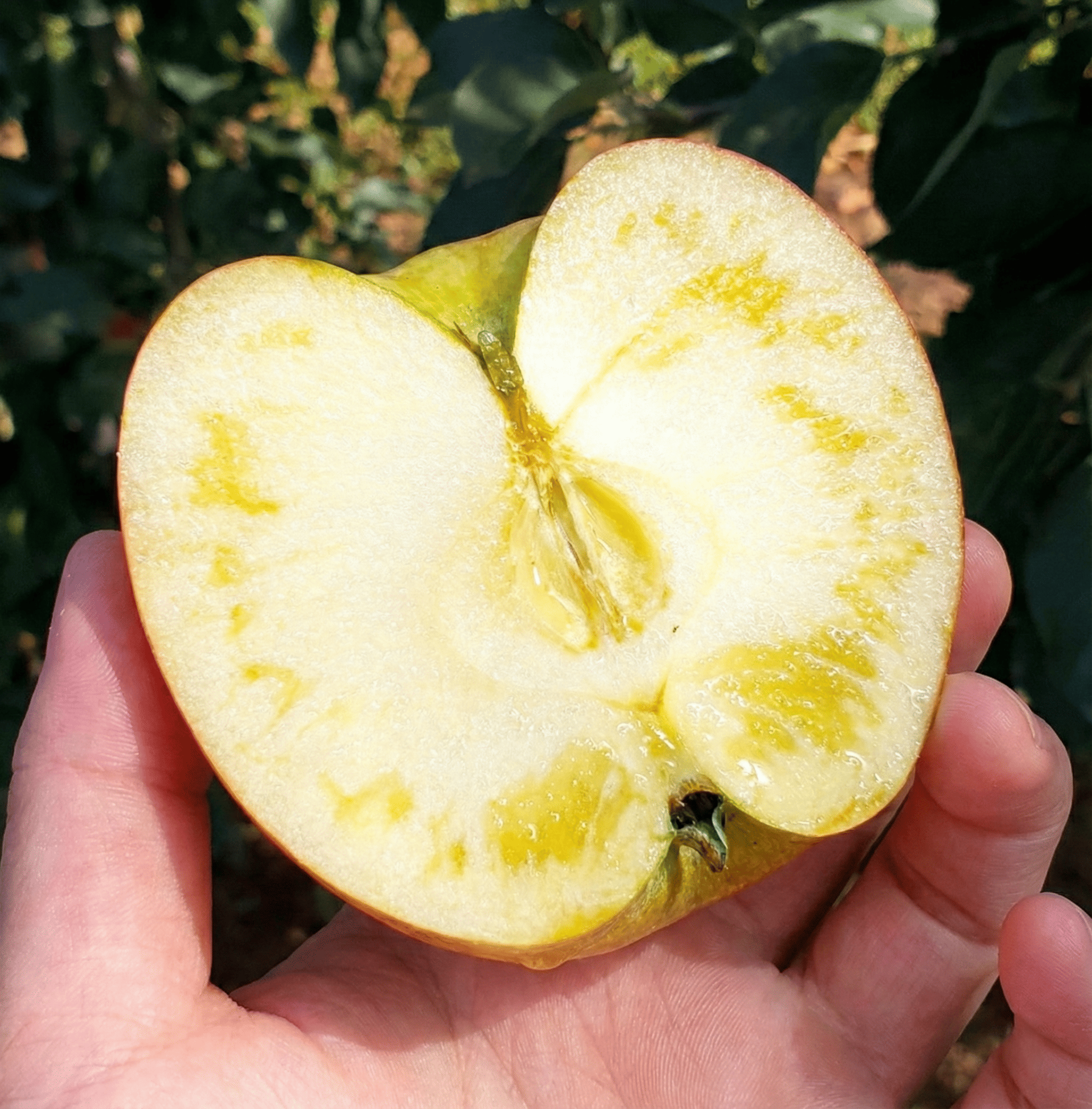 사과 프리미엄 고당도 햇 꿀사과 가정용 시나노골드 설 설날 명절 과일선물세트 2kg 5kg 제품 이미지