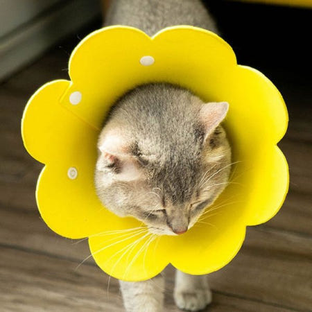반려동물 꽃모양 넥카라 고양이 강아지 목보호대 부드러운 쿠션 수술후 회복 상처