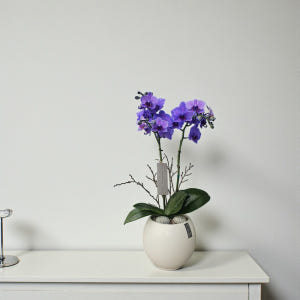 개업화분 서양란 취임 축하난 서양난 사무실 개원 영전 승진난 상견례 배달... 솔직 후기 | 실사용자 리뷰 분석 - 상품 이미지 3