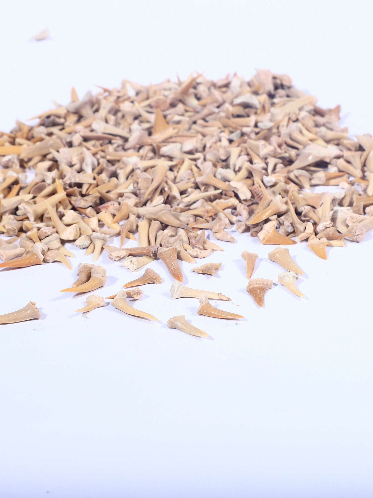 화석 장식품 송곳니 표본 메갈로돈 발굴키트 고생물 천연 랜덤 100g 약120개 - 상세 이미지 5