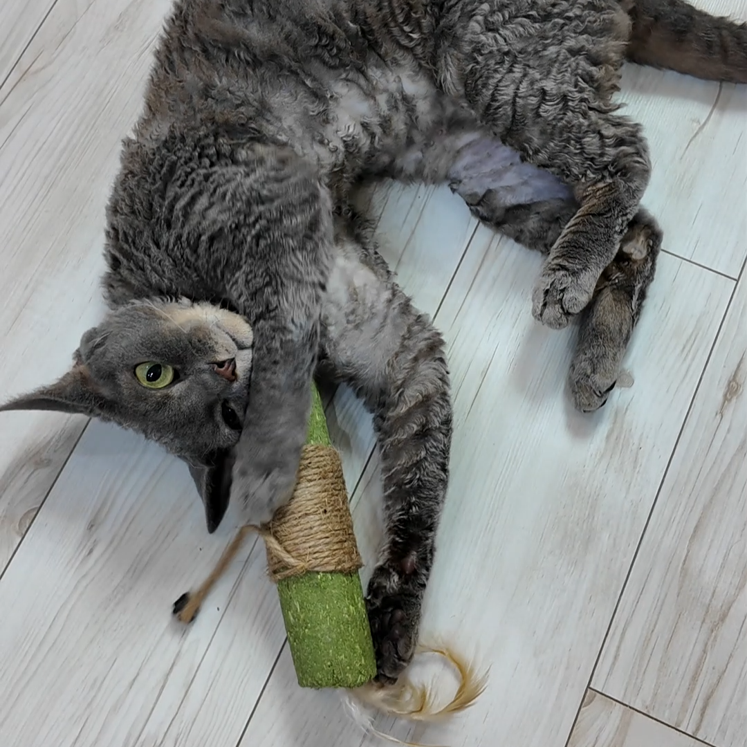 마이캣 대왕캣닢스틱 고양이 캣닢 마따따비 이갈이 치갈이 장난감 혼자 스크레쳐 깃털 삼베줄 이미지 6