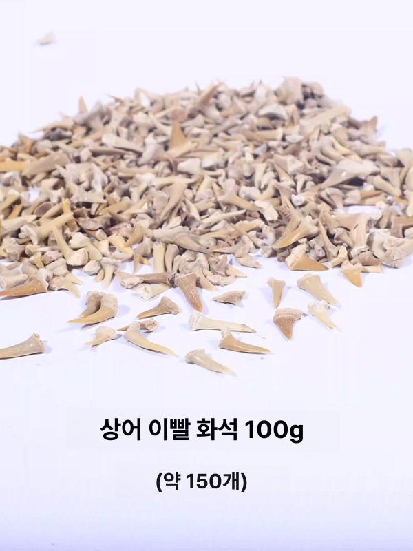 화석 장식품 송곳니 표본 메갈로돈 발굴키트 고생물 천연 랜덤 100g 약120개 - 상세 이미지 2