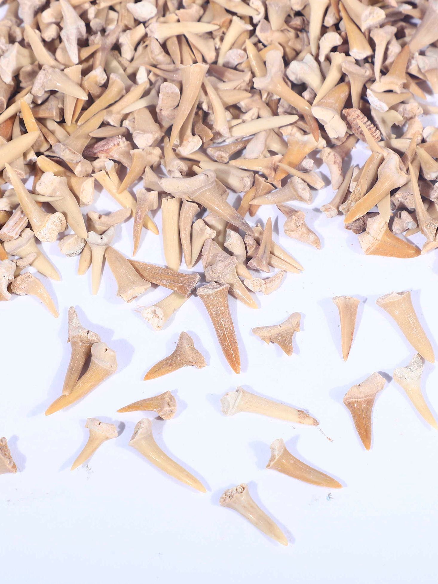 화석 장식품 송곳니 표본 메갈로돈 발굴키트 고생물 천연 랜덤 100g 약120개 - 상세 이미지 3