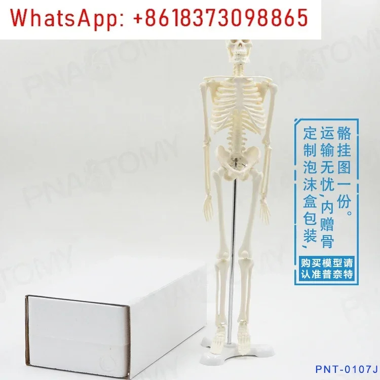 골격 모델 인골격