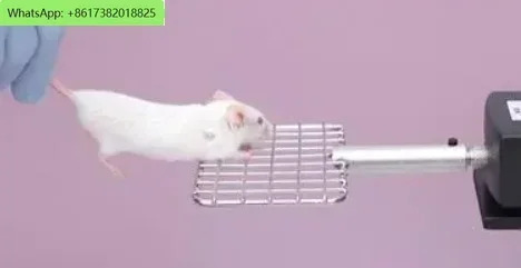 쥐 앞다리 그립 그물