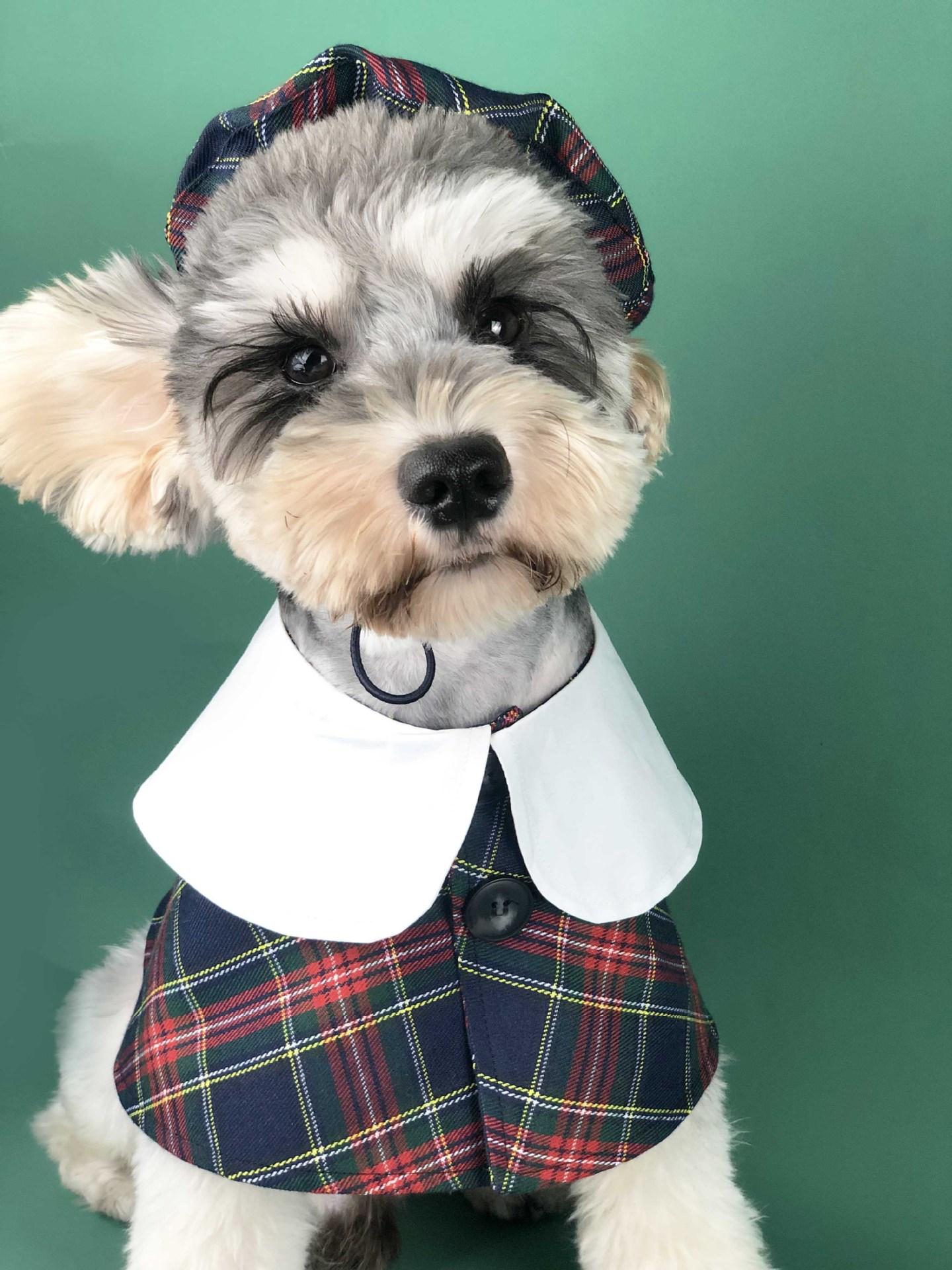 강아지 고양이 케이프 나들이복 스타일 프릴 장식 봄옷 카키 XS - 상세 이미지 2