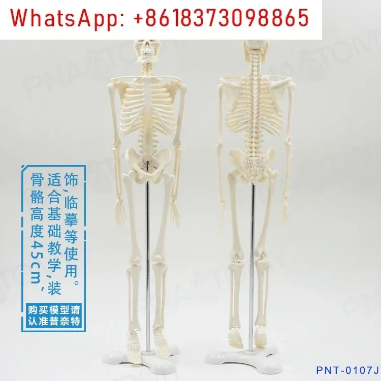 골격 모델 인골격
