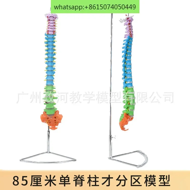 골반 미골 정형외과 모델을 갖춘 85CM 천연 컬러 인모델