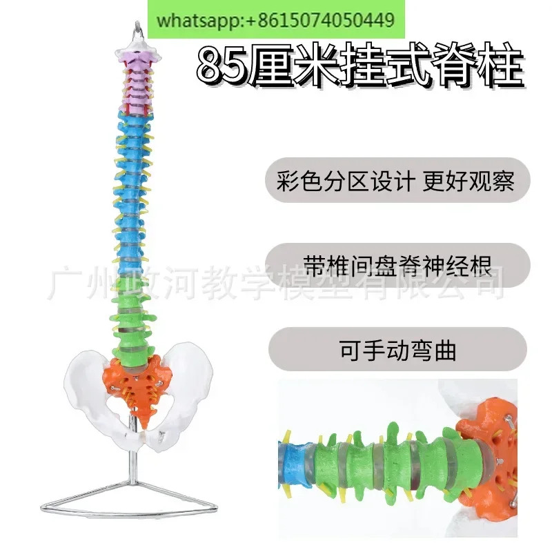 골반 미골 정형외과 모델을 갖춘 85CM 천연 컬러 인모델