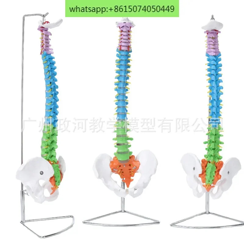 골반 미골 정형외과 모델을 갖춘 85CM 천연 컬러 인모델