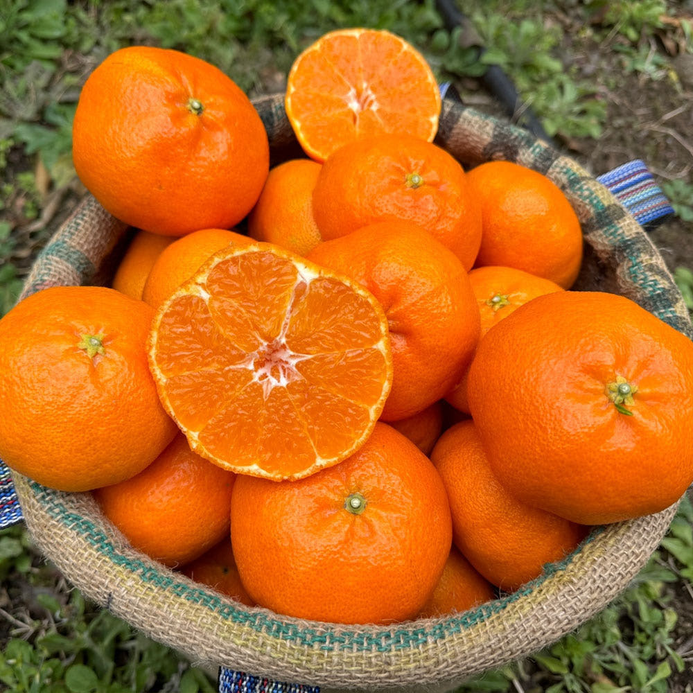 레드향 혼합과 2.5kg