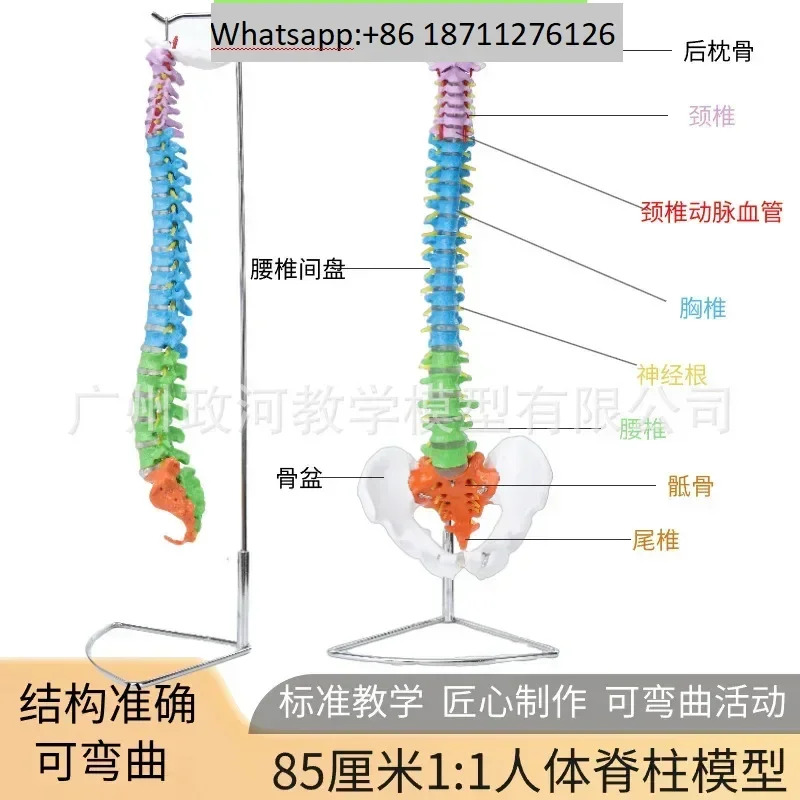 골반 미골 정형외과 모델을 갖춘 85CM 천연 컬러 인모델