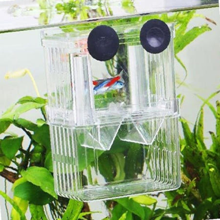 수족관 치어 보호 투명 아크릴 이중 격리함 산란 부화 관찰 사육 케이스 대용량