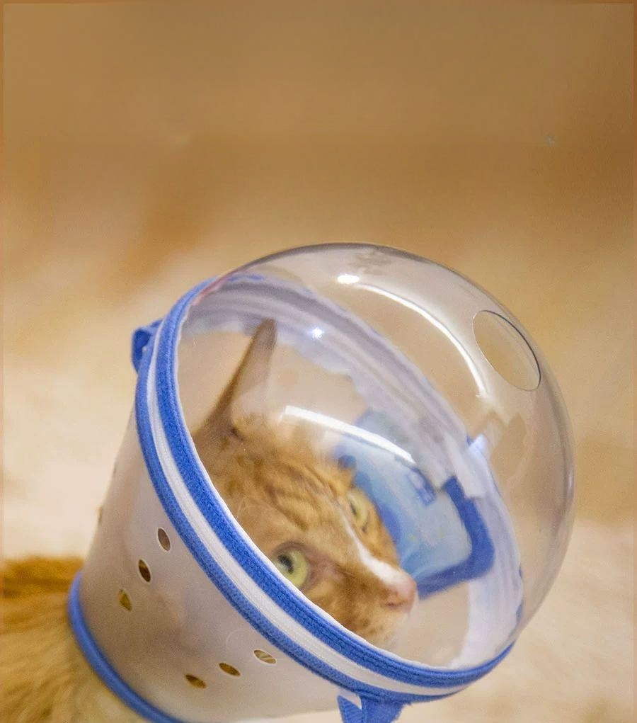 안전 강아지 헬멧 노견 보호구 시각장애견 모자 S S 1.0kg 이하 새끼 고양이 고양이 강아지 - 상품 이미지