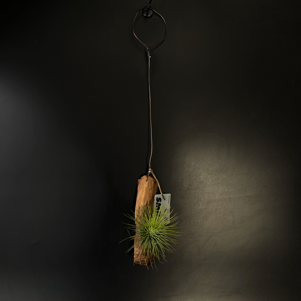 식물행성 틸란드시아 안드레아나 유목 목부작 - 먼지먹는 공기정화 행잉플랜트 공중식물 이미지 2