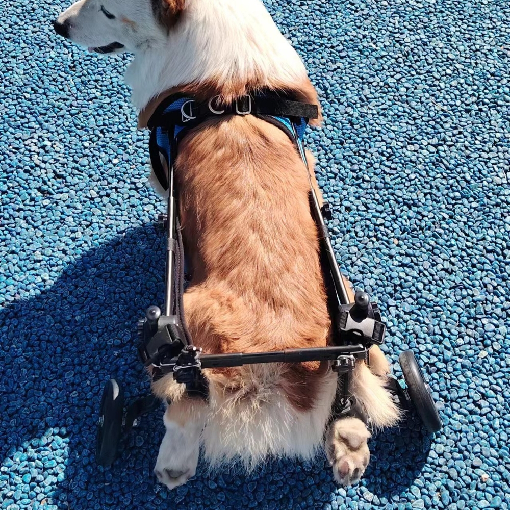 강아지 휠체어 반려동물 뒷다리 후지마비 재활 보행보조 소형견 이동식 메시 하네스 통풍 - 상세 이미지 3